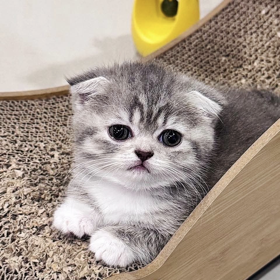 Cat 1
