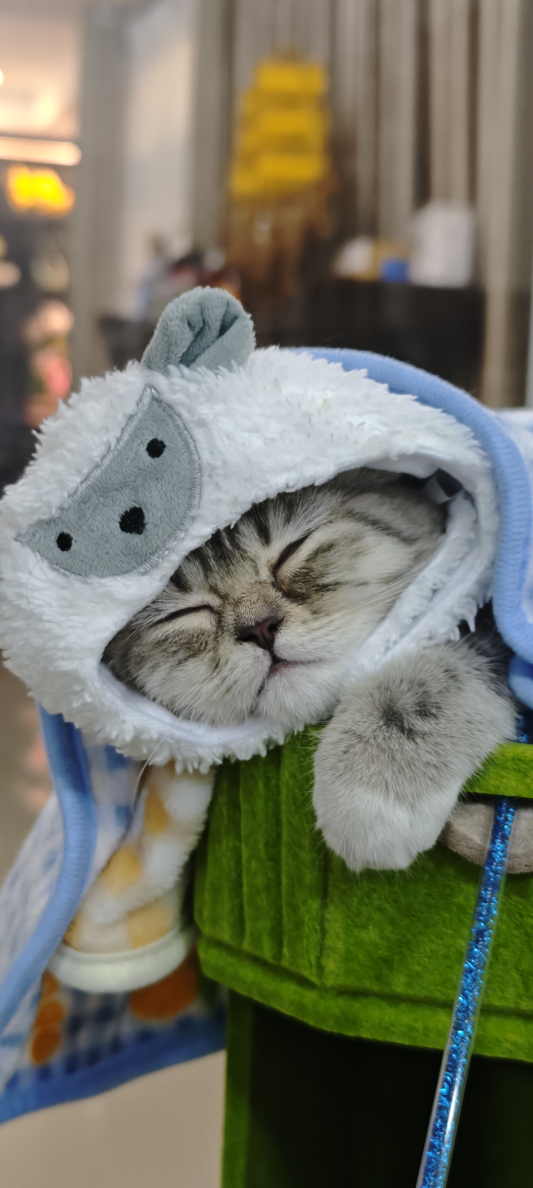 Cat 2