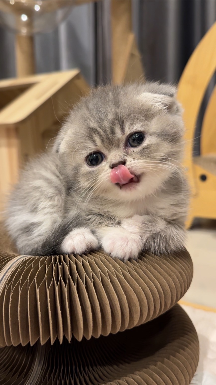Meaw and Maly Story