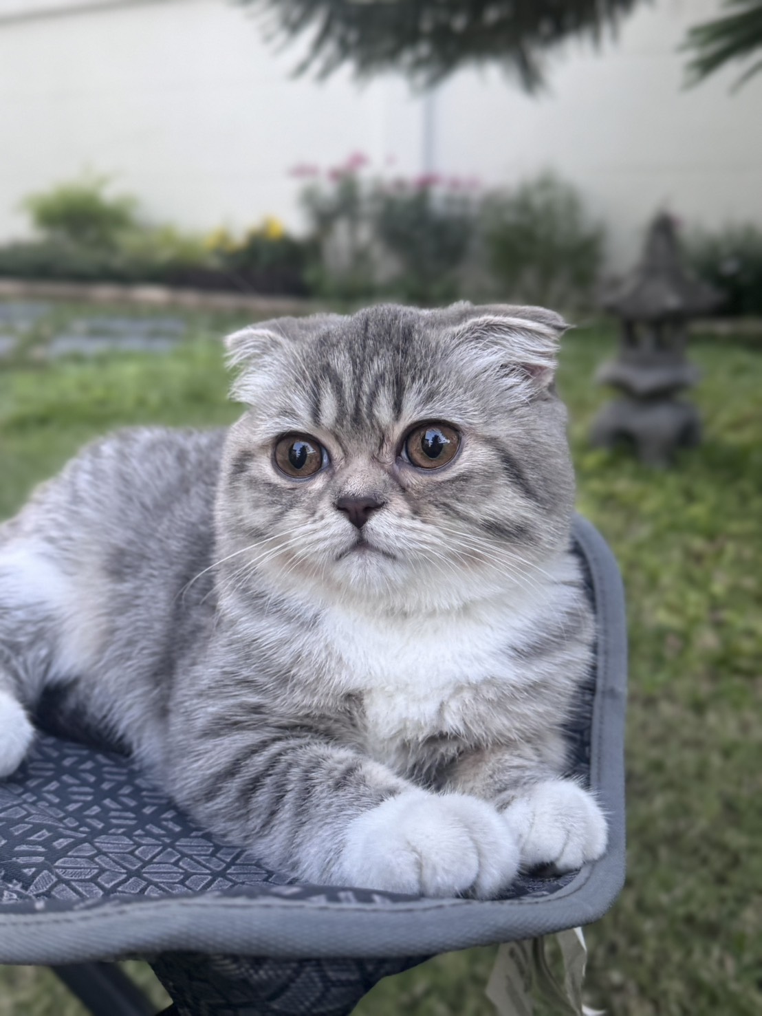 Cat 5