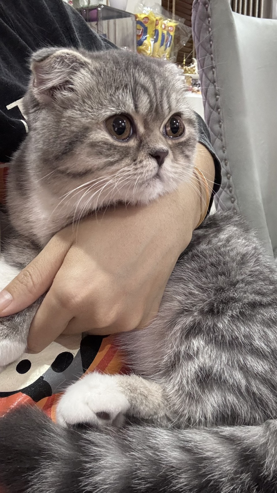Cat 3