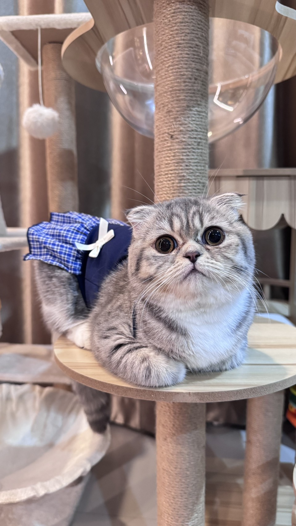 Cat 4