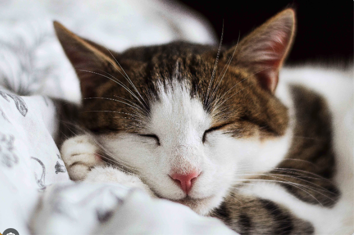 Kitten Care