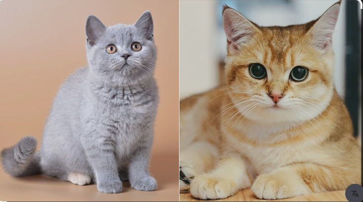 Spay and Neuter