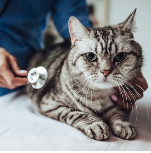 Feline Longevity